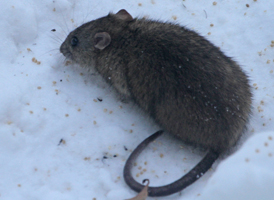 Brown Rat